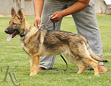 german shepherd puppies for sale