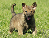 german shepherd puppy for sale