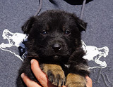 german shepherd puppy for sale