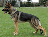 trained personal protection german shepherd dog for sale