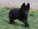 german shepherd puppy Vixen