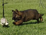 german shepherd puppy for sale