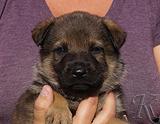 german shepherd puppy for sale