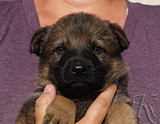 german shepherd puppy for sale