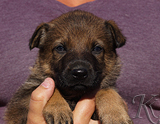 german shepherd puppy for sale