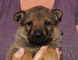 german shepherd puppy for sale