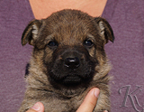 german shepherd puppy for sale