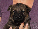 german shepherd puppy for sale