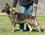 trained personal protection german shepherd dog for sale