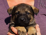 german shepherd puppy for sale