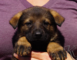 german shepherd puppy for sale