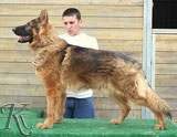 german shepherd Wallace