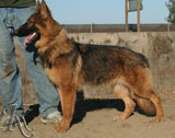 german shepherd  dog  Wanda