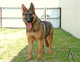 german shepherd  dog  Warja