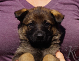 german shepherd puppy for sale