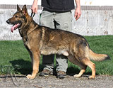 German Shepherd male Kanzler von den Ost-Kantonen