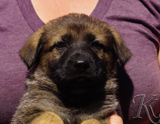 german shepherd puppy for sale