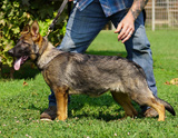 german shepherd puppy for sale