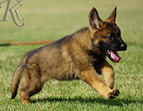 german shepherd puppy for sale