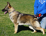 german shepherd future breeding female