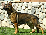 trained German Shepherd  dog for sale