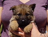 german shepherd puppy for sale