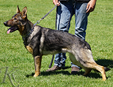 AKC registered trained personal protection german shepherd dog for sale