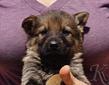 german shepherd puppy for sale