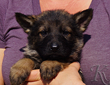 german shepherd puppy for sale