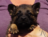 german shepherd puppy for sale