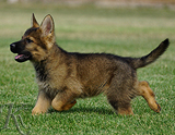 german shepherd puppy for sale