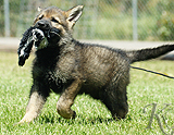 german shepherd puppy for sale