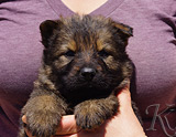 german shepherd puppy for sale