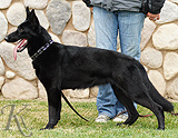 german shepherd dog