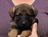 german shepherd puppy for sale