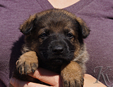 german shepherd puppy for sale