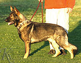 trained German Shepherd  dog for sale