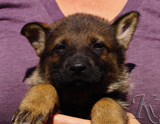 german shepherd puppy for sale