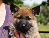 german shepherd puppy for sale