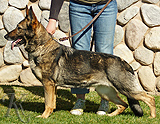 German Shepherd female Dipsy