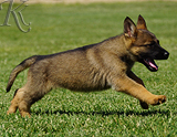 german shepherd puppy for sale