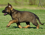 german shepherd puppy for sale