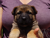 german shepherd puppy for sale