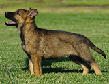 german shepherd puppy for sale