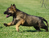 german shepherd puppy for sale