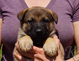 german shepherd puppy for sale