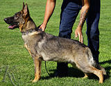 german shepherd puppy for sale