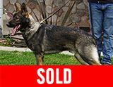 AKC registered trained personal protection german shepherd dog for sale