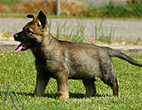 german shepherd puppy for sale