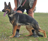 german shepherd Xanta Rapacov